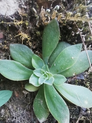 Echeveria roseiflora