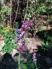 Salvia mocinoi