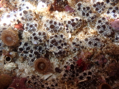 Synoicum sphinctorum