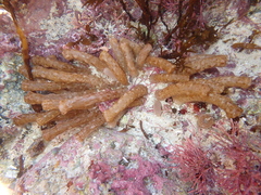 Isaurus tuberculatus