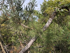 Melaleuca linearis