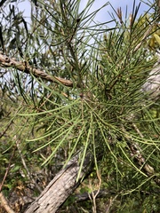 Melaleuca linearis