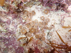Palythoa mutuki