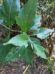 Verbesina oligantha