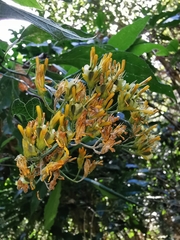 Verbesina oligantha