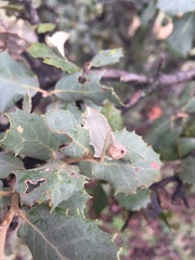 Plagiotrochus quercusilicis