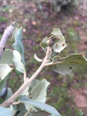 Plagiotrochus quercusilicis