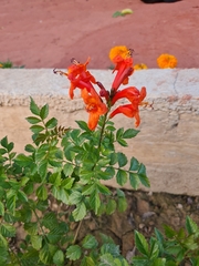 Tecomaria capensis