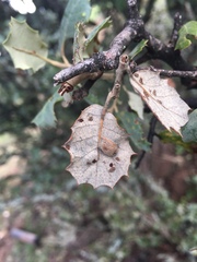 Plagiotrochus quercusilicis