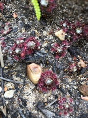 Drosera pygmaea