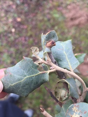 Plagiotrochus quercusilicis