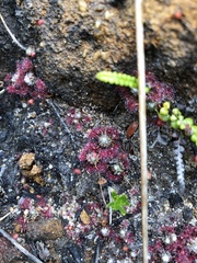 Drosera pygmaea