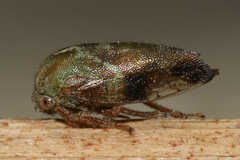 Ophiderma
