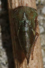 Ophiderma