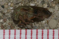 Ophiderma