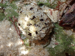 Synoicum sphinctorum