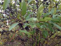 Rhamnus davurica