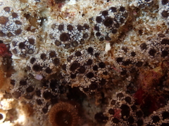 Synoicum sphinctorum