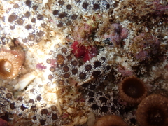 Synoicum sphinctorum