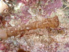 Isaurus tuberculatus