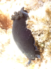 Dendrodoris