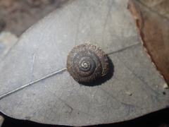 Plectotropis omiensis