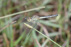 Diplacodes nebulosa