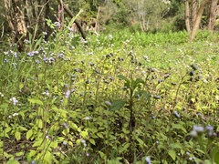 Ageratum houstonianum