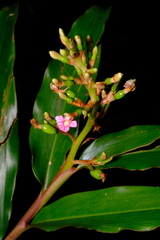 Alpinia arundelliana