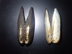 Lanceolaria oxyrhyncha