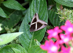 Chalciope mygdon