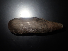 Lanceolaria oxyrhyncha