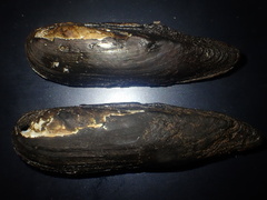 Lanceolaria oxyrhyncha