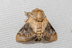 Nirmides basalis