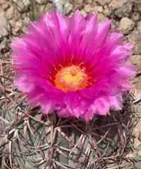 Echinocactus horizonthalonius