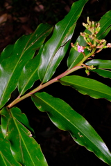 Alpinia arundelliana