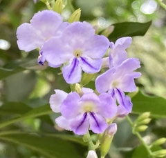 Duranta
