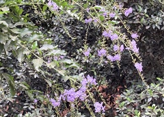 Duranta