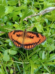 Byblia anvatara