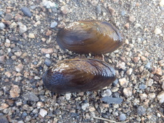 Nodularia douglasiae