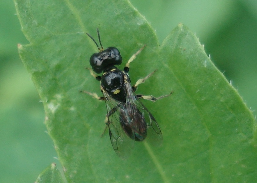 Lindenius panzeri