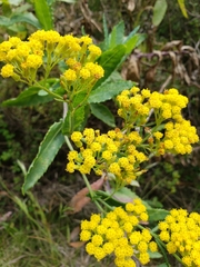 Senecio odoratus