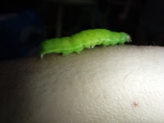 Phlogophora