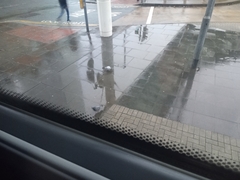 Columba livia domestica