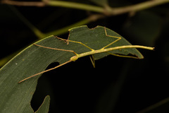 Anchiale austrotessulata