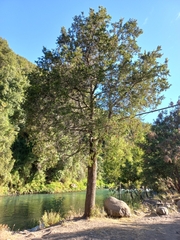 Austrocedrus chilensis