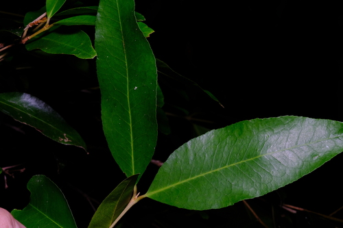 Austrobuxus swainii (Austrobuxus swainii)
