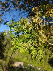 Austrocedrus chilensis