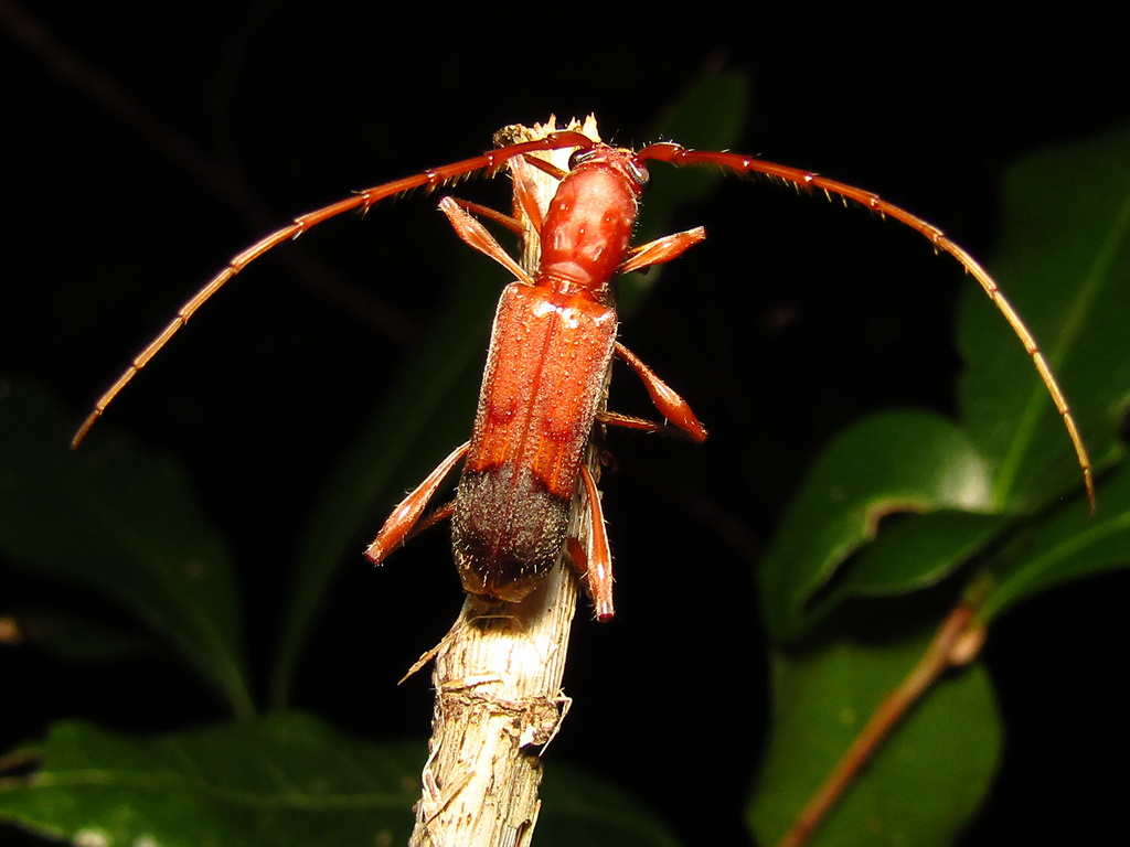 Porithodes pustulata
