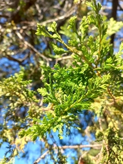 Austrocedrus chilensis